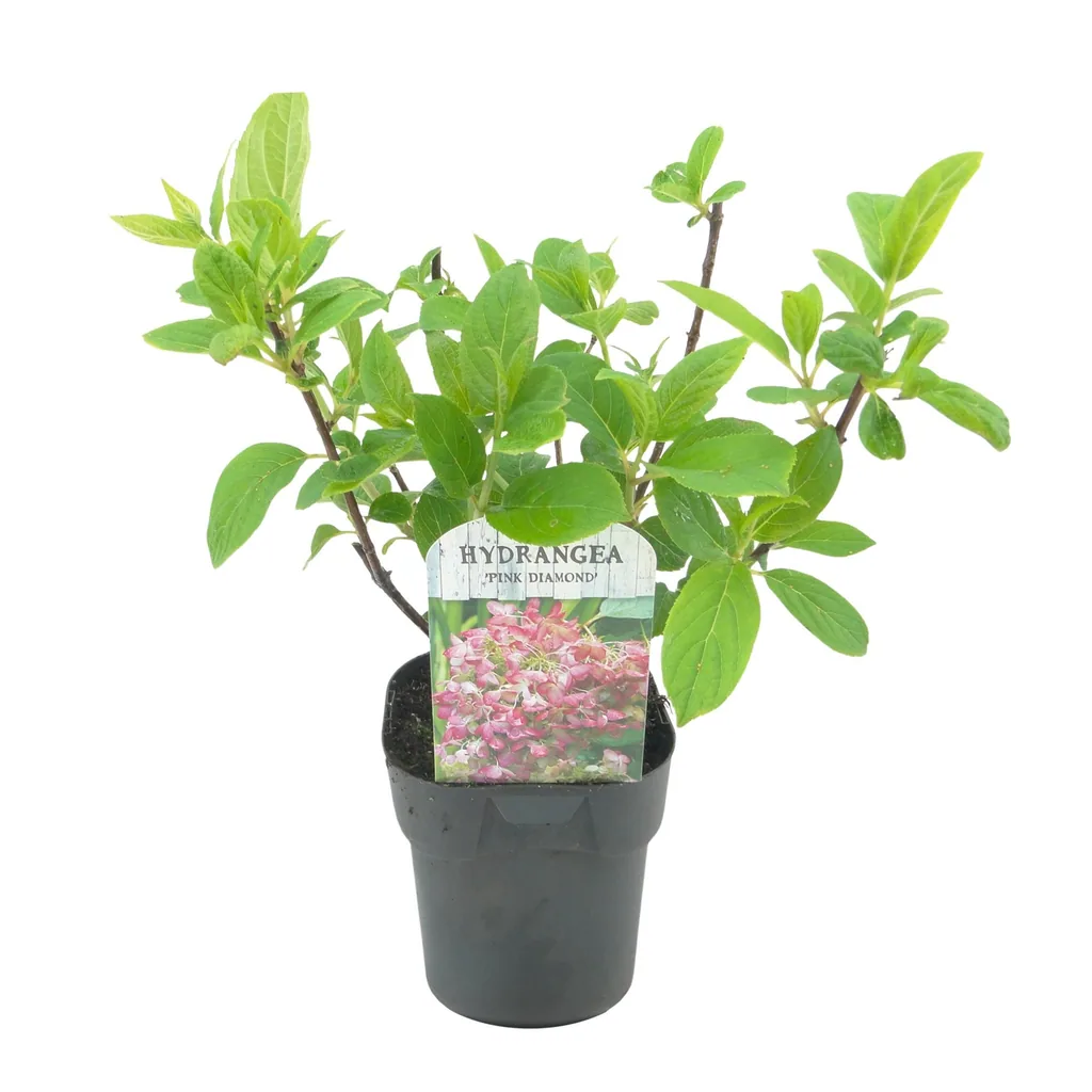 Hortensie 'Pink Diamond' (Hydrangea) – winterharter Blütenstrauch, Topf-Ø 17 cm, Höhe ca. 50 cm