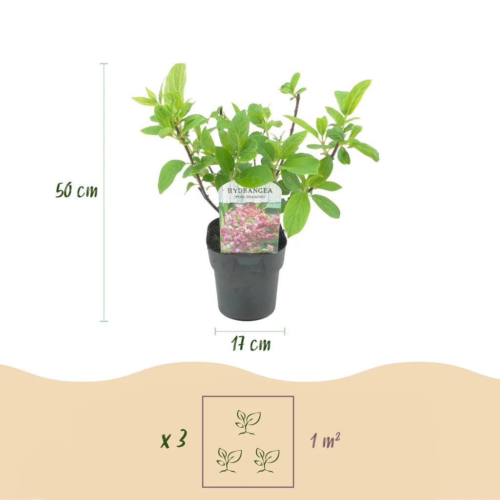 Hortensie 'Pink Diamond' (Hydrangea) – winterharter Blütenstrauch, Topf-Ø 17 cm, Höhe ca. 50 cm