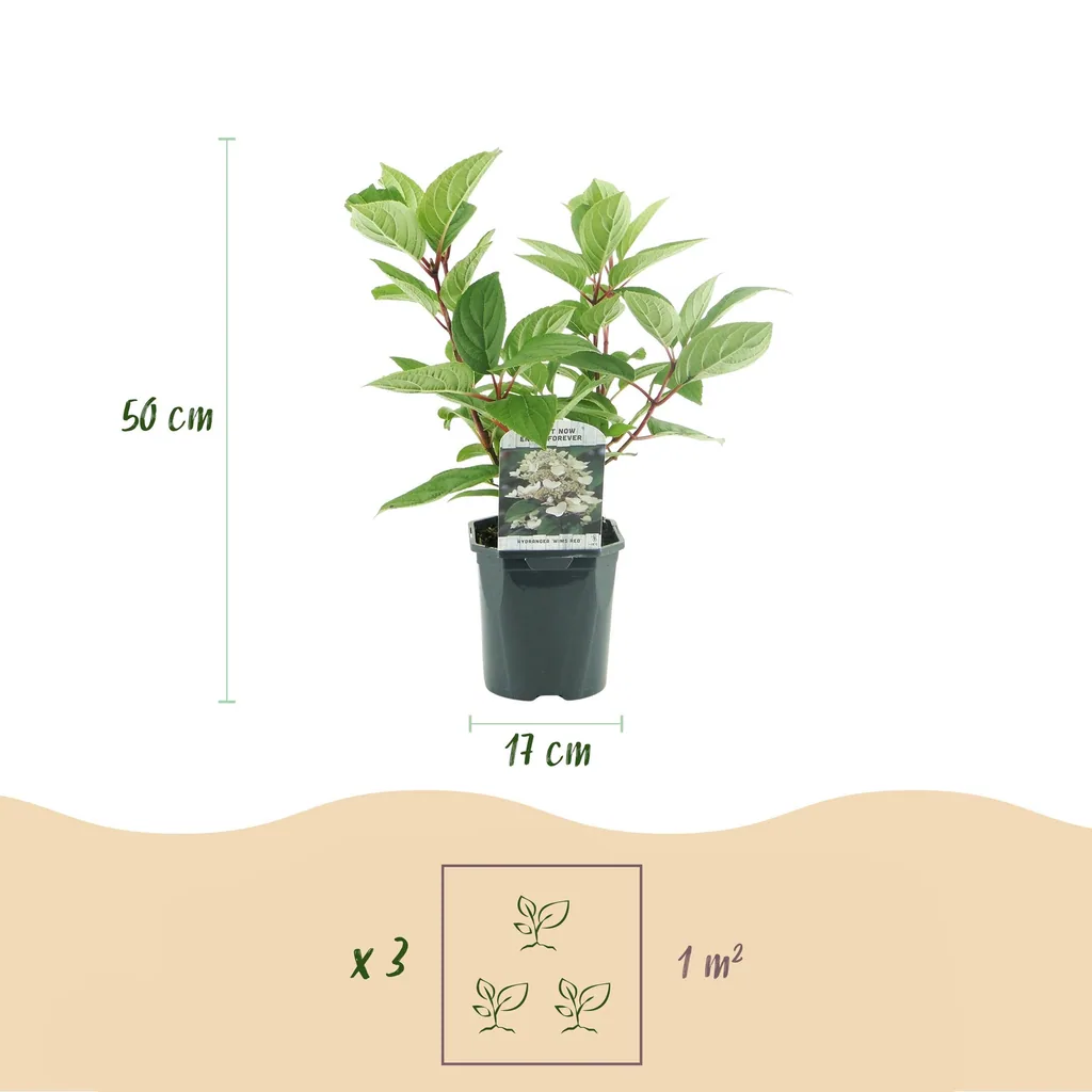 Hortensie 'Wims Red' (Hydrangea) – winterharter Blütenstrauch, Topf-Ø 17 cm, Höhe ca. 50 cm
