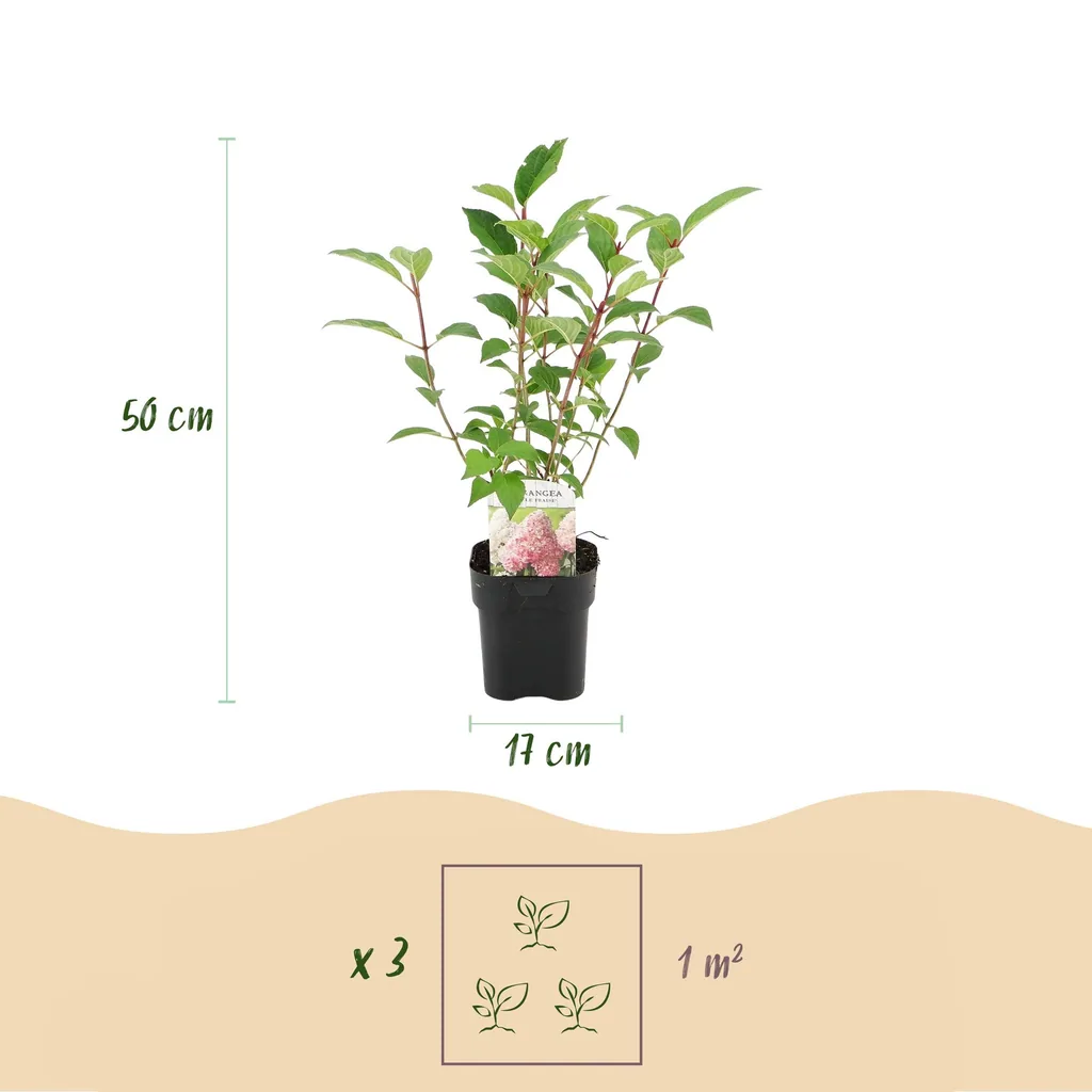 Rispenhortensie 'Vanille Fraise' (Hydrangea paniculata) – winterharter Blütenstrauch, Topf-Ø 17 cm, Höhe ca. 50 cm