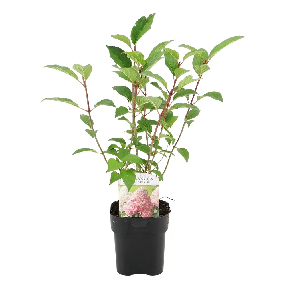 Rispenhortensie 'Vanille Fraise' (Hydrangea paniculata) – winterharter Blütenstrauch, Topf-Ø 17 cm, Höhe ca. 50 cm