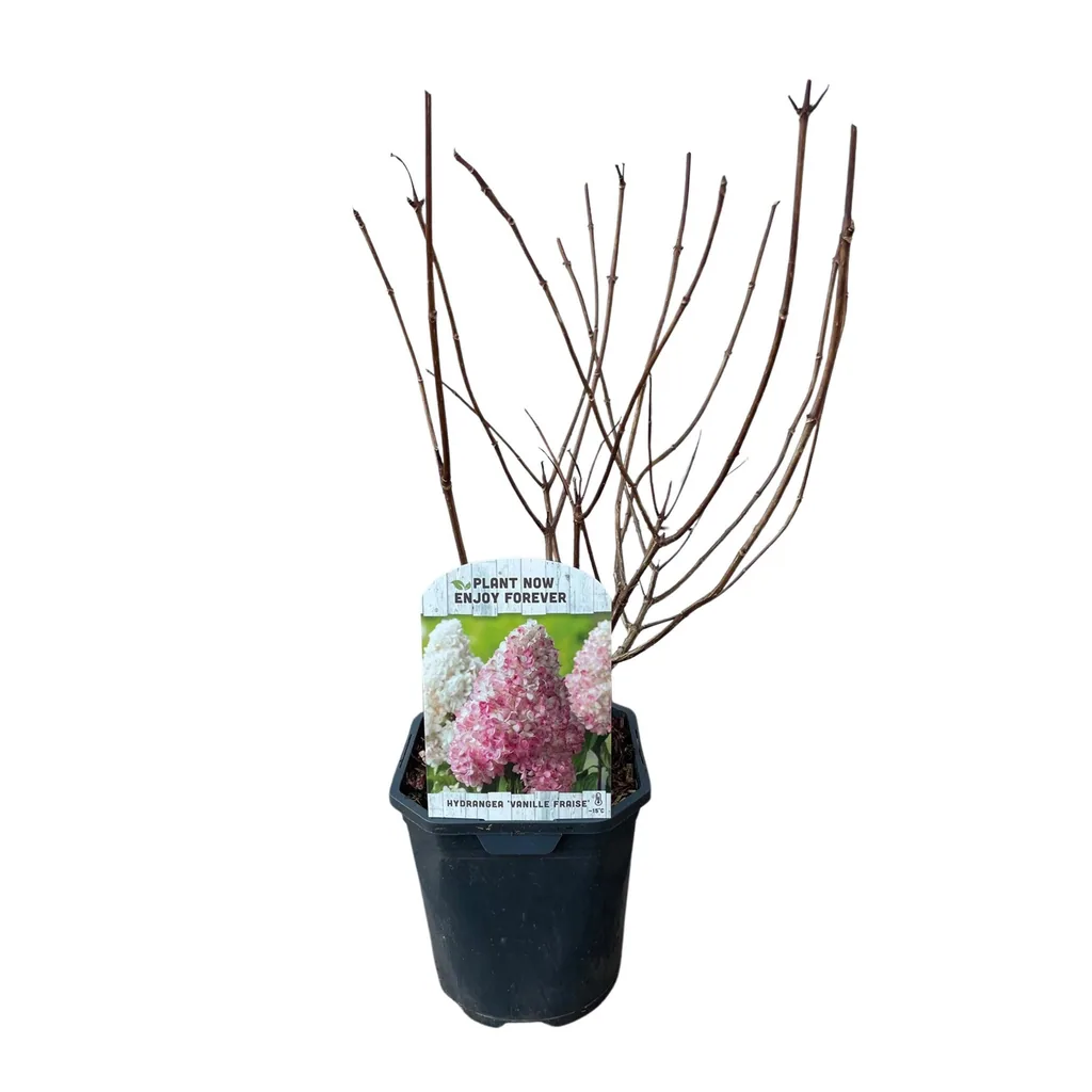 Rispenhortensie 'Vanille Fraise' (Hydrangea paniculata) – winterharter Blütenstrauch, Topf-Ø 17 cm, Höhe ca. 50 cm