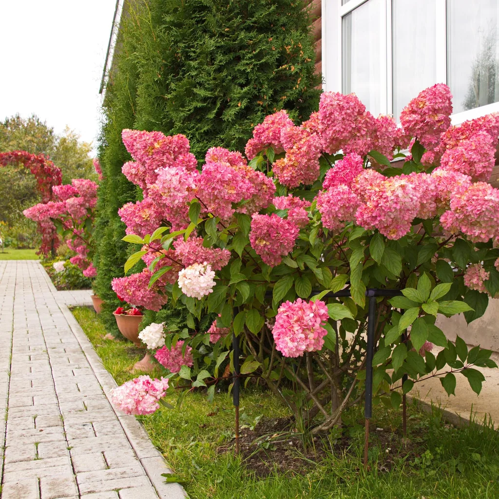 Rispenhortensie 'Vanille Fraise' (Hydrangea paniculata) – winterharter Blütenstrauch, Topf-Ø 17 cm, Höhe ca. 50 cm