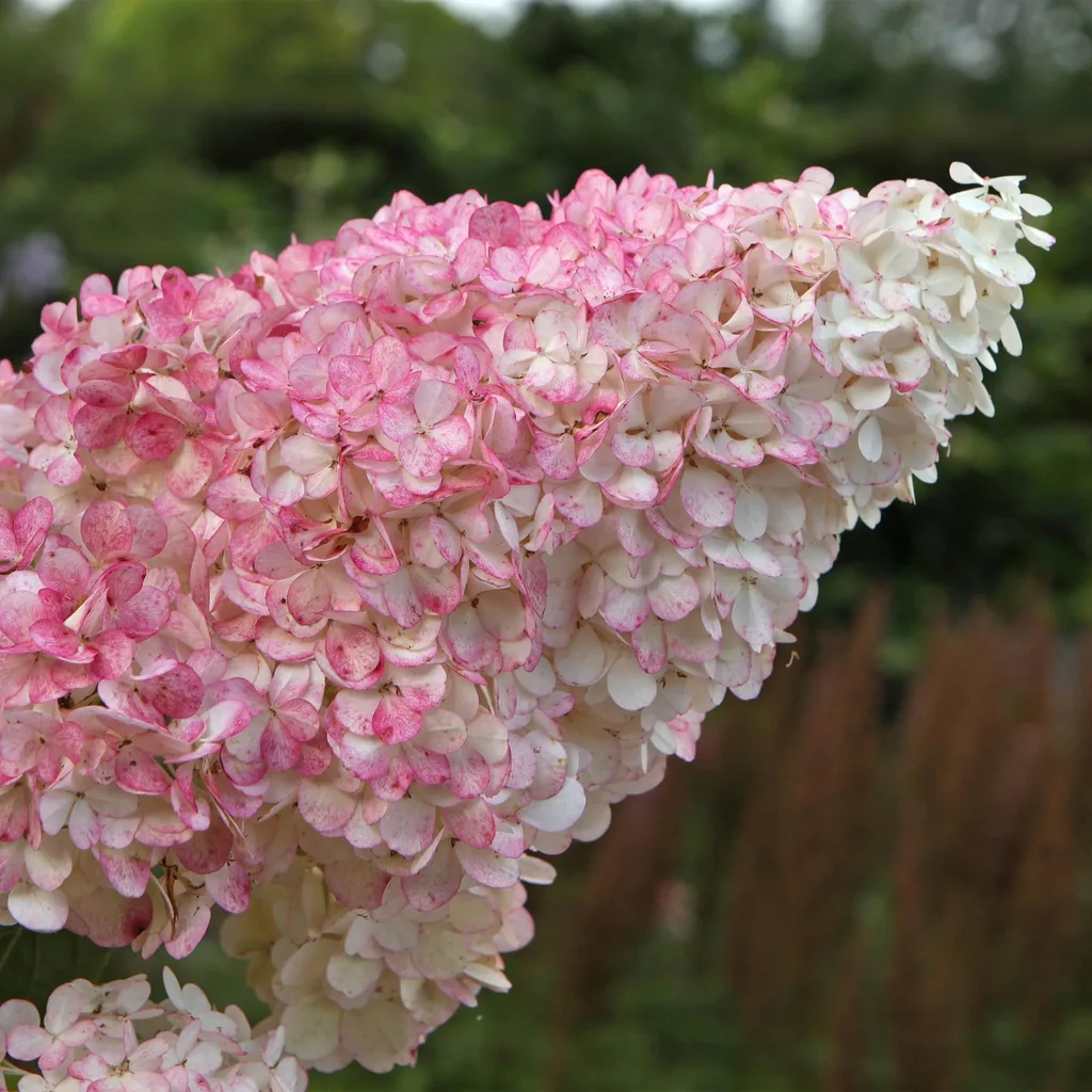 Rispenhortensie 'Vanille Fraise' (Hydrangea paniculata) – winterharter Blütenstrauch, Topf-Ø 17 cm, Höhe ca. 50 cm