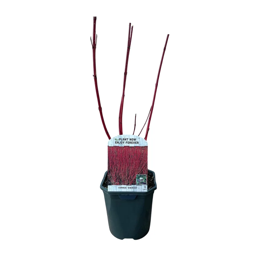 Sibirischer Hartriegel (Cornus sibirica) – winterharter Zierstrauch, Topf-Ø 17 cm, Höhe ca. 45 cm