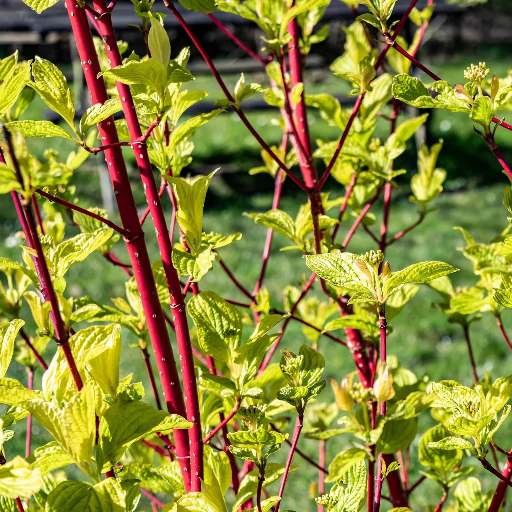 Sibirischer Hartriegel (Cornus sibirica) – winterharter Zierstrauch, Topf-Ø 17 cm, Höhe ca. 45 cm