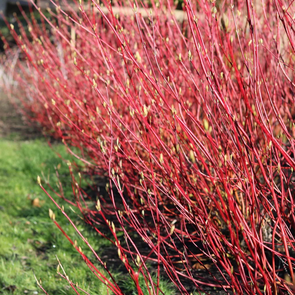 Sibirischer Hartriegel (Cornus sibirica) – winterharter Zierstrauch, Topf-Ø 17 cm, Höhe ca. 45 cm