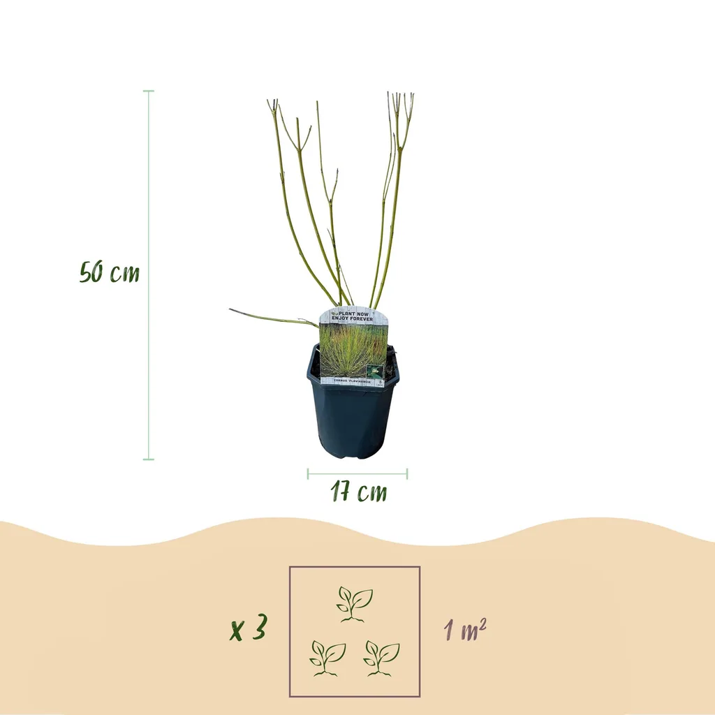 Weißer Hartriegel 'Flaviramea' (Cornus alba) – winterharter Zierstrauch, Topf-Ø 17 cm, Höhe ca. 45 cm