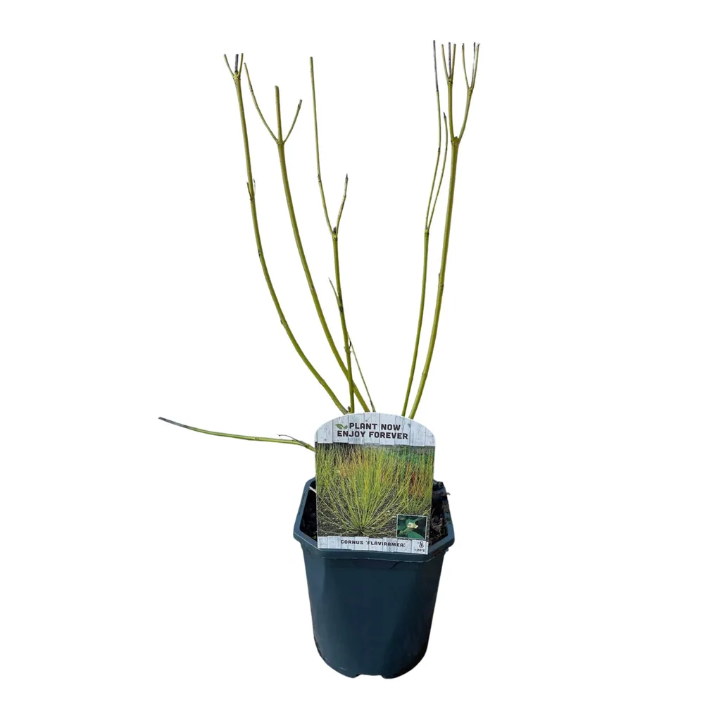 Weißer Hartriegel 'Flaviramea' (Cornus alba) – winterharter Zierstrauch, Topf-Ø 17 cm, Höhe ca. 45 cm