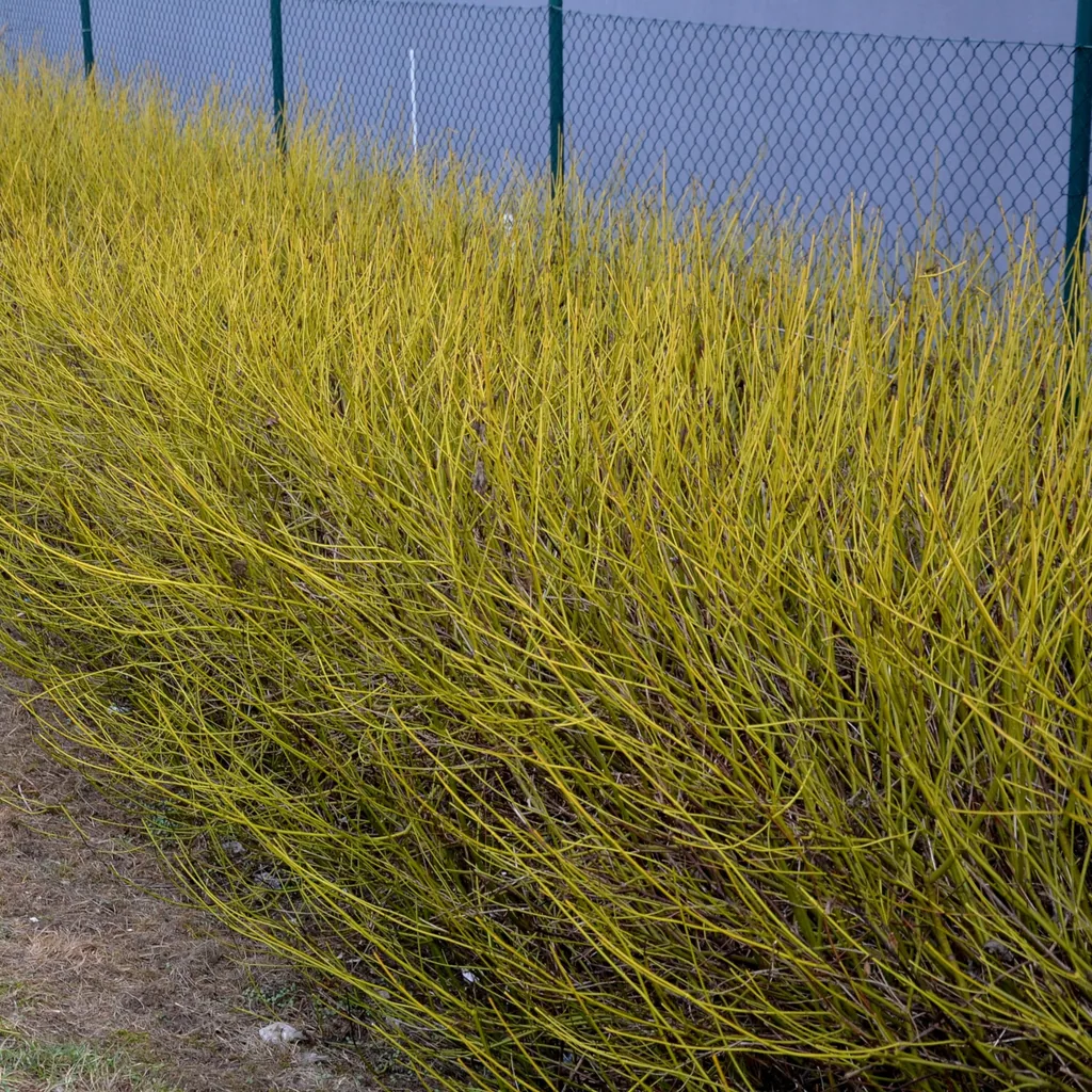 Weißer Hartriegel 'Flaviramea' (Cornus alba) – winterharter Zierstrauch, Topf-Ø 17 cm, Höhe ca. 45 cm