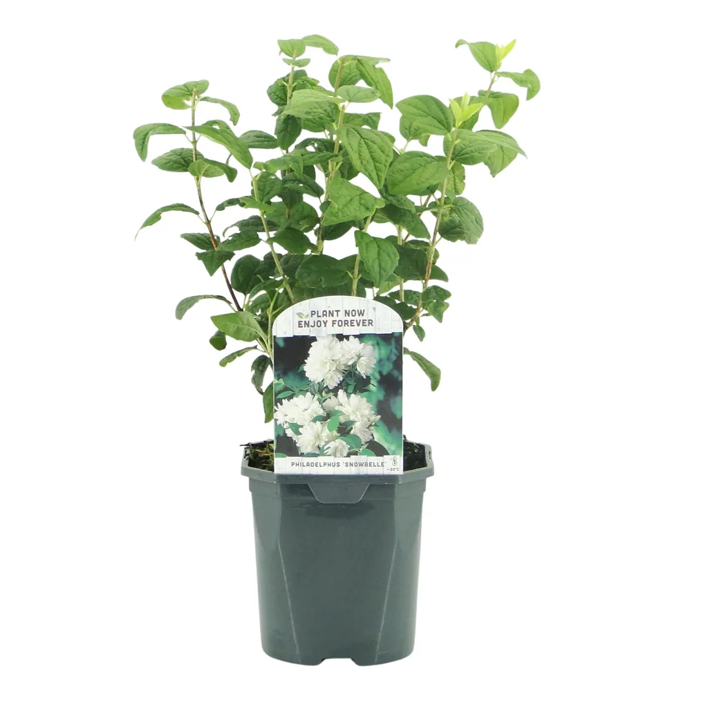 Pfeifenstrauch 'Snowbelle' (Philadelphus) – winterharter Blütenstrauch, Topf-Ø 17 cm, Höhe ca. 45 cm
