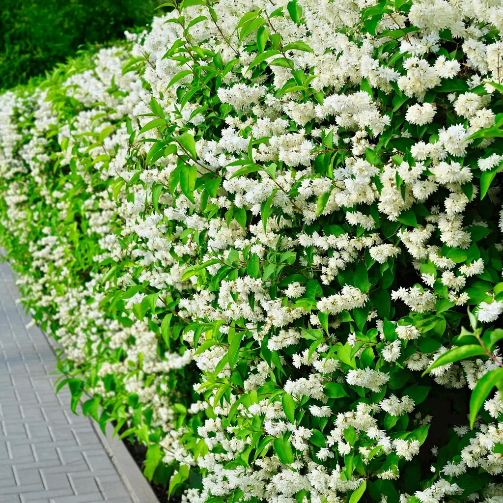 Pfeifenstrauch 'Snowbelle' (Philadelphus) – winterharter Blütenstrauch, Topf-Ø 17 cm, Höhe ca. 45 cm