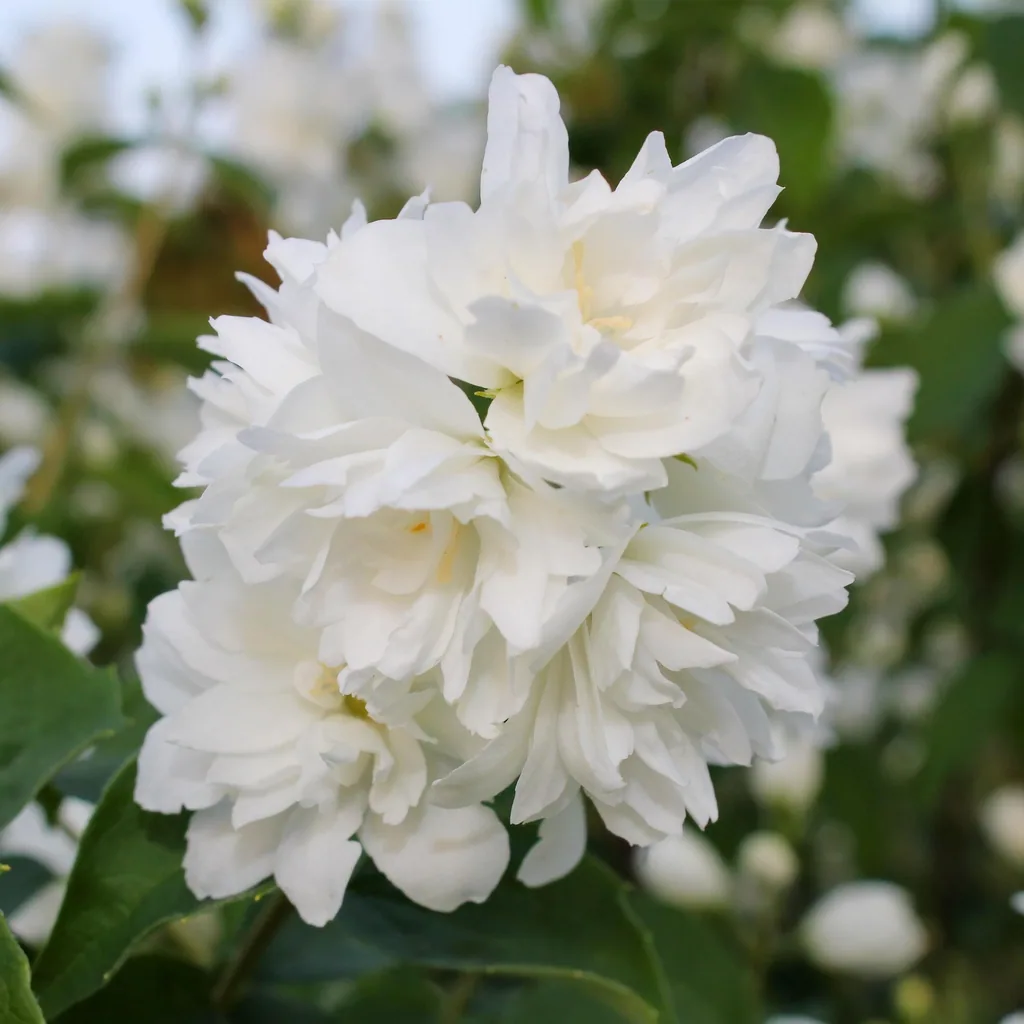 Pfeifenstrauch 'Snowbelle' (Philadelphus) – winterharter Blütenstrauch, Topf-Ø 17 cm, Höhe ca. 45 cm