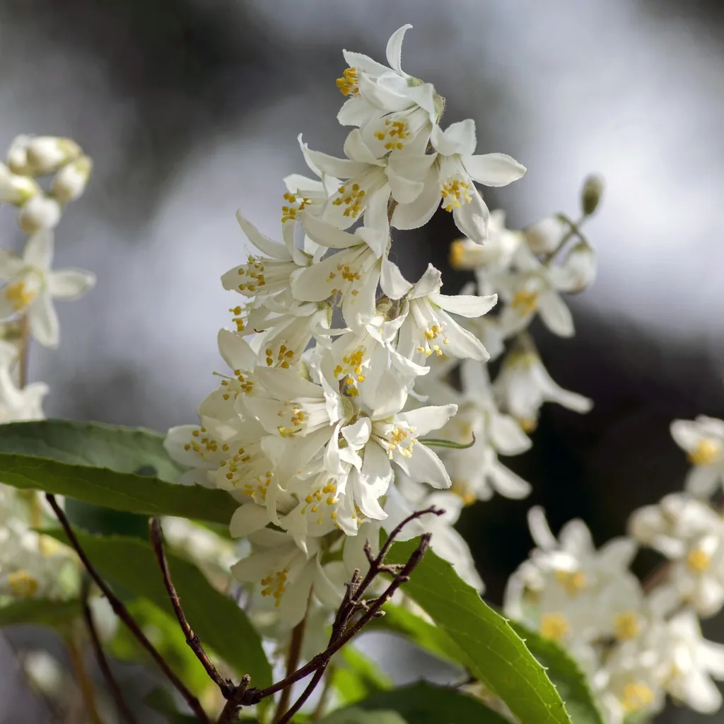 Zierliche Deutzie (Deutzia gracilis) – winterharter Blütenstrauch, Topf-Ø 17 cm, Höhe ca. 45 cm