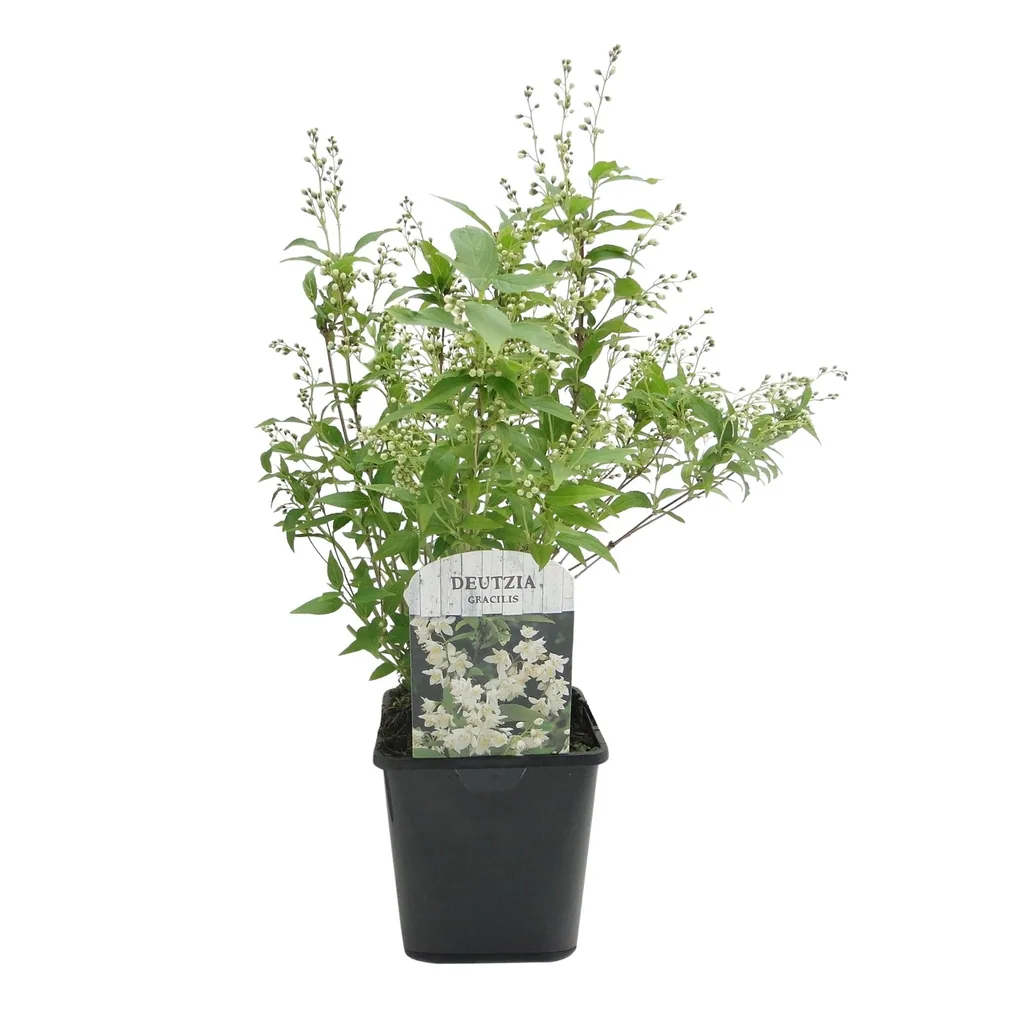 Zierliche Deutzie (Deutzia gracilis) – winterharter Blütenstrauch, Topf-Ø 17 cm, Höhe ca. 45 cm