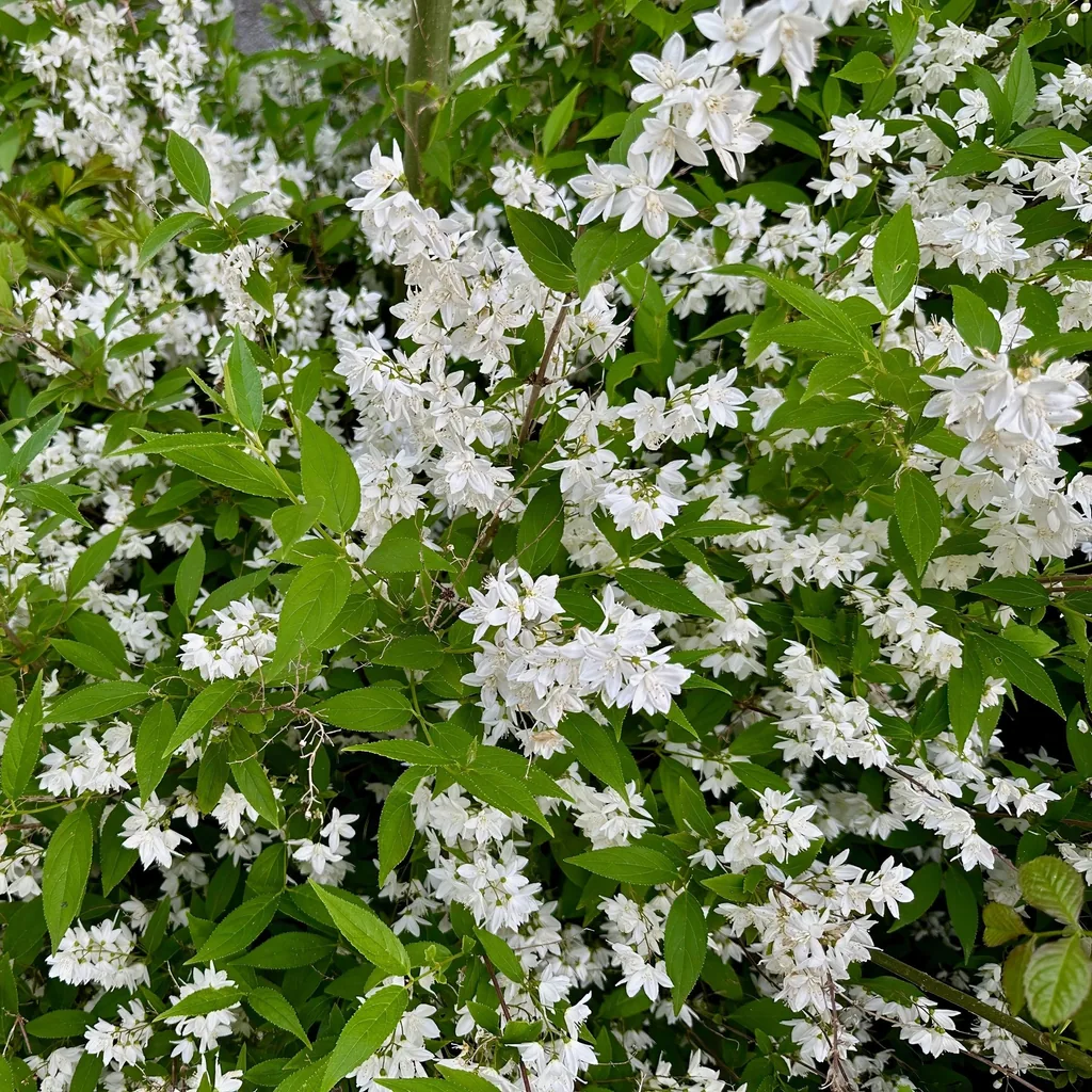 Zierliche Deutzie (Deutzia gracilis) – winterharter Blütenstrauch, Topf-Ø 17 cm, Höhe ca. 45 cm
