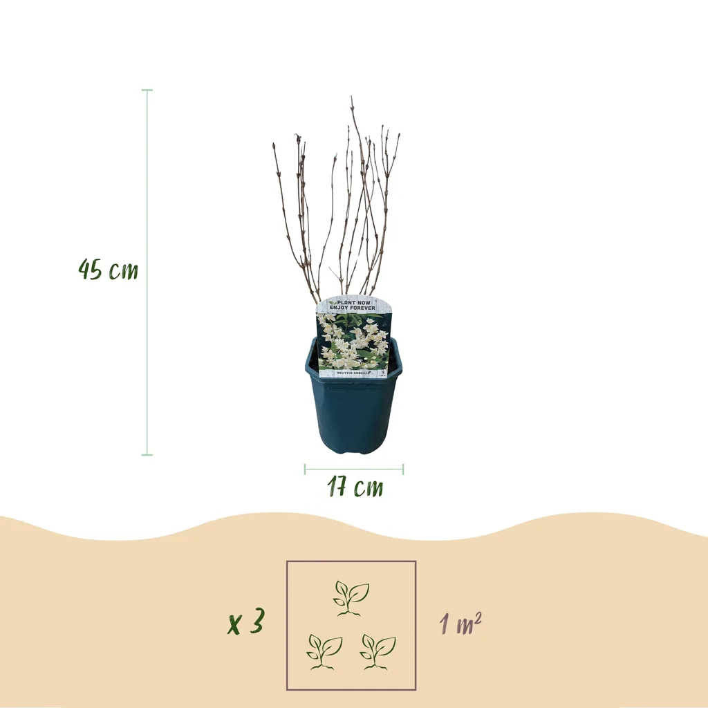 Zierliche Deutzie (Deutzia gracilis) – winterharter Blütenstrauch, Topf-Ø 17 cm, Höhe ca. 45 cm