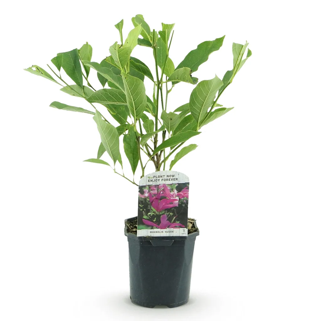 Magnolie 'Susan' (Magnolia) – winterhartes Ziergehölz, Topf-Ø 17 cm, Höhe ca. 45 cm