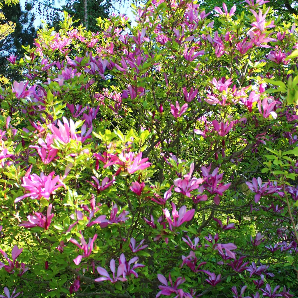 Magnolie 'Susan' (Magnolia) – winterhartes Ziergehölz, Topf-Ø 17 cm, Höhe ca. 45 cm