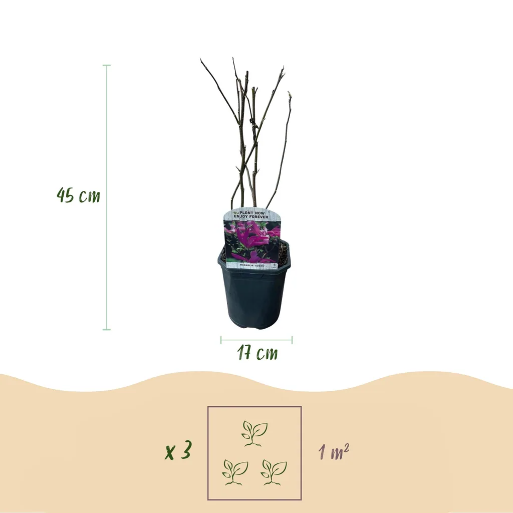 Magnolie 'Susan' (Magnolia) – winterhartes Ziergehölz, Topf-Ø 17 cm, Höhe ca. 45 cm
