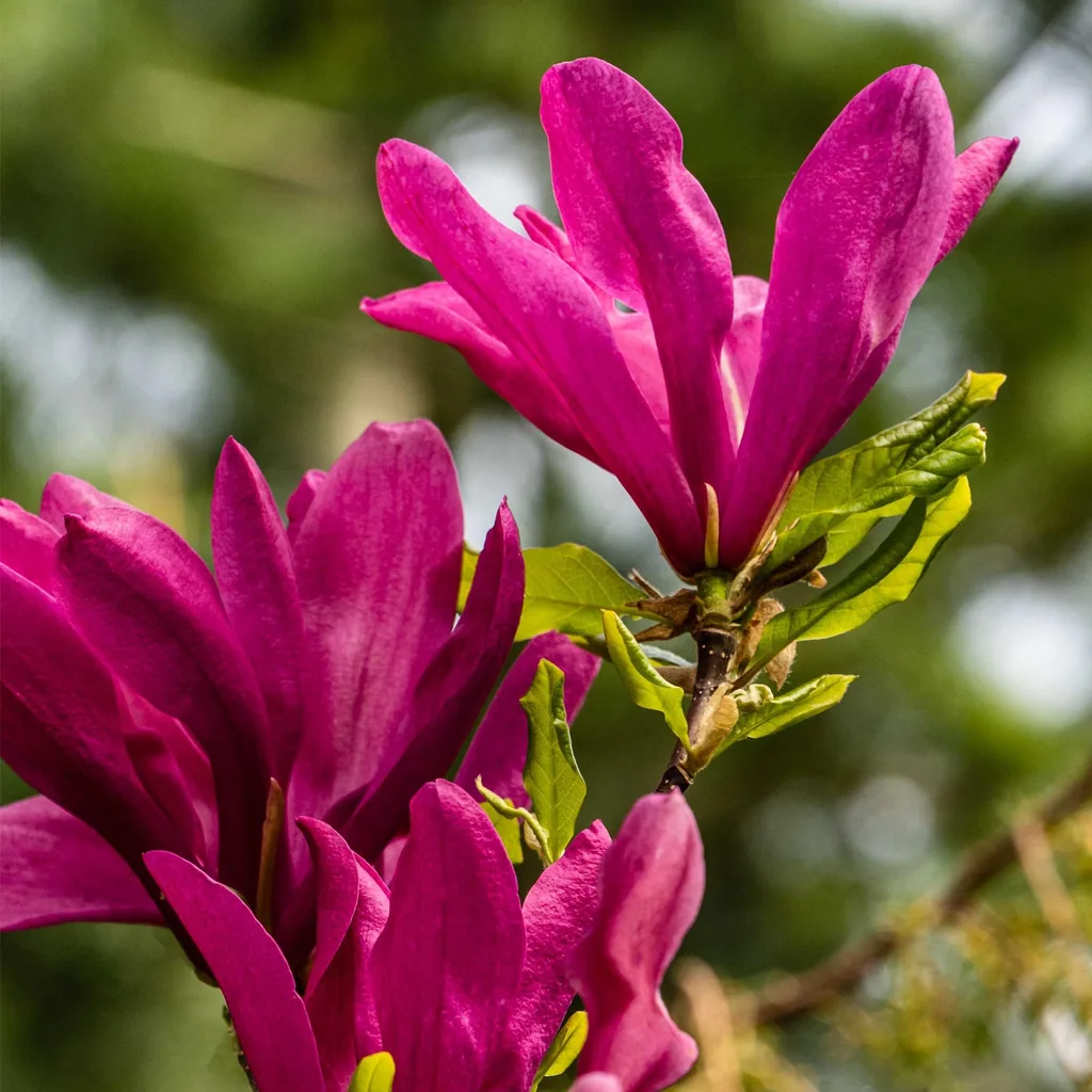 Magnolie 'Susan' (Magnolia) – winterhartes Ziergehölz, Topf-Ø 17 cm, Höhe ca. 45 cm