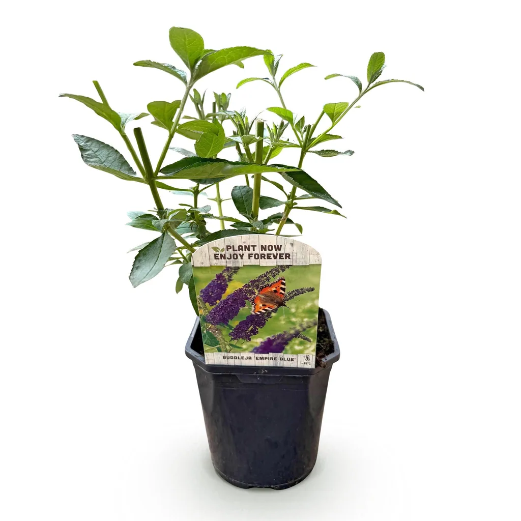 Schmetterlingsflieder 'Empire Blue' (Buddleja davidii) – winterharter Blütenstrauch, Topf-Ø 17 cm, Höhe ca. 45 cm