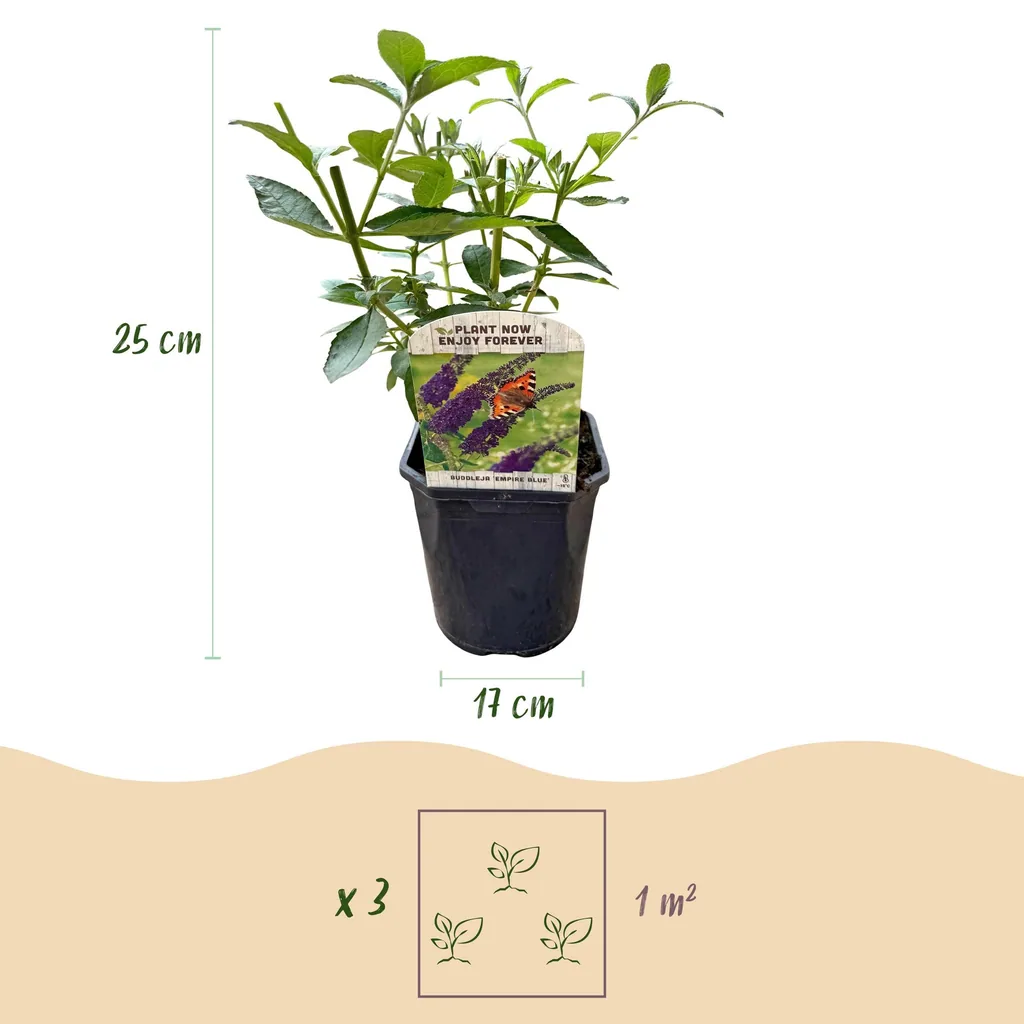 Schmetterlingsflieder 'Empire Blue' (Buddleja davidii) – winterharter Blütenstrauch, Topf-Ø 17 cm, Höhe ca. 45 cm