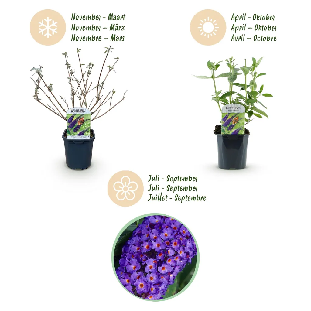 Schmetterlingsflieder 'Empire Blue' (Buddleja davidii) – winterharter Blütenstrauch, Topf-Ø 17 cm, Höhe ca. 45 cm