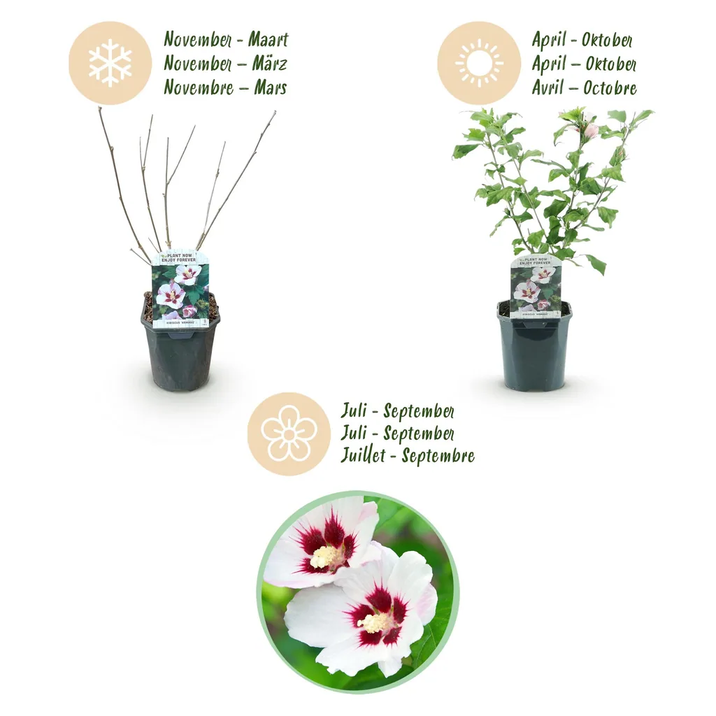 Garteneibisch 'Hamabo' (Hibiscus syriacus) – winterharter Blütenstrauch, Topf-Ø 17 cm, Höhe ca. 45 cm
