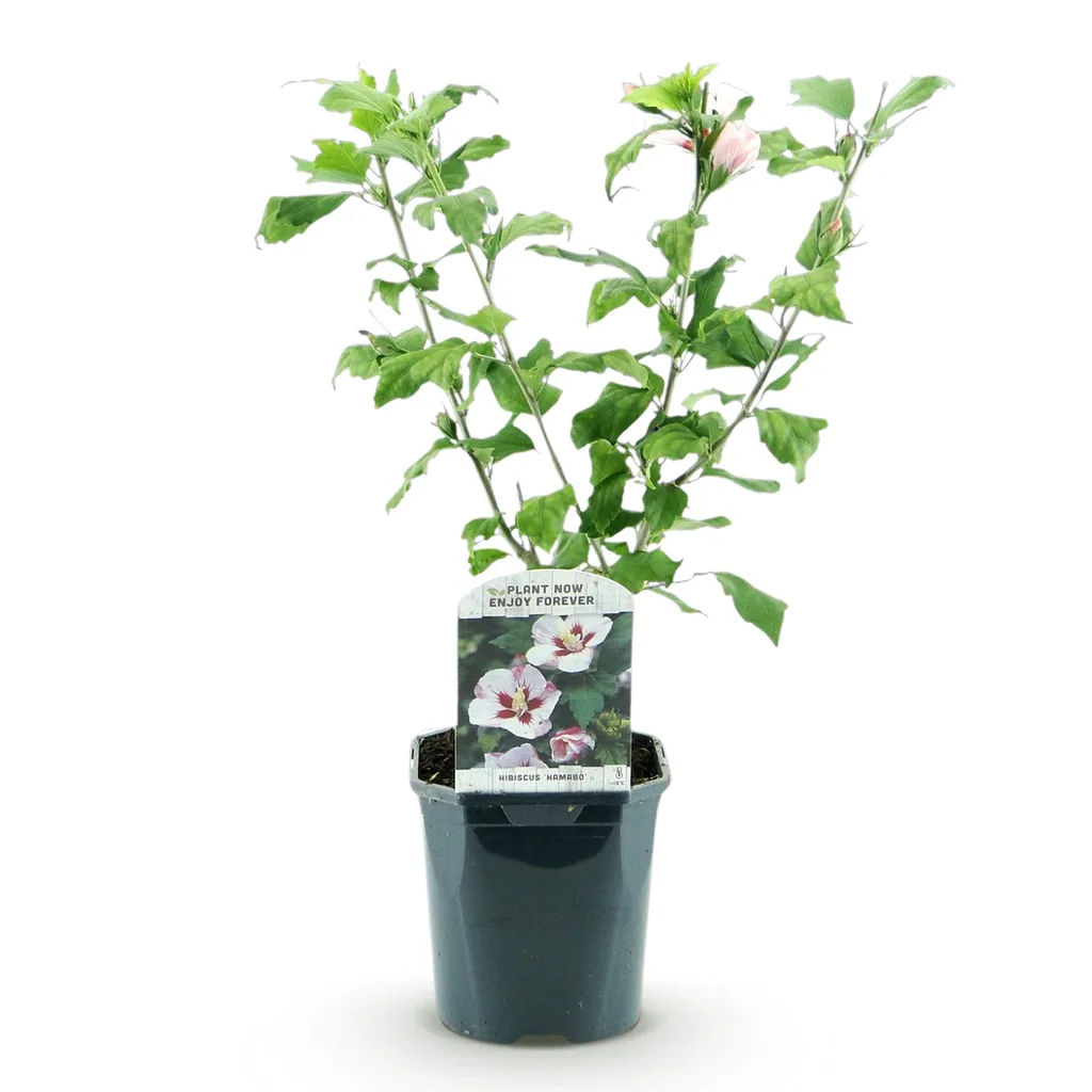 Garteneibisch 'Hamabo' (Hibiscus syriacus) – winterharter Blütenstrauch, Topf-Ø 17 cm, Höhe ca. 45 cm