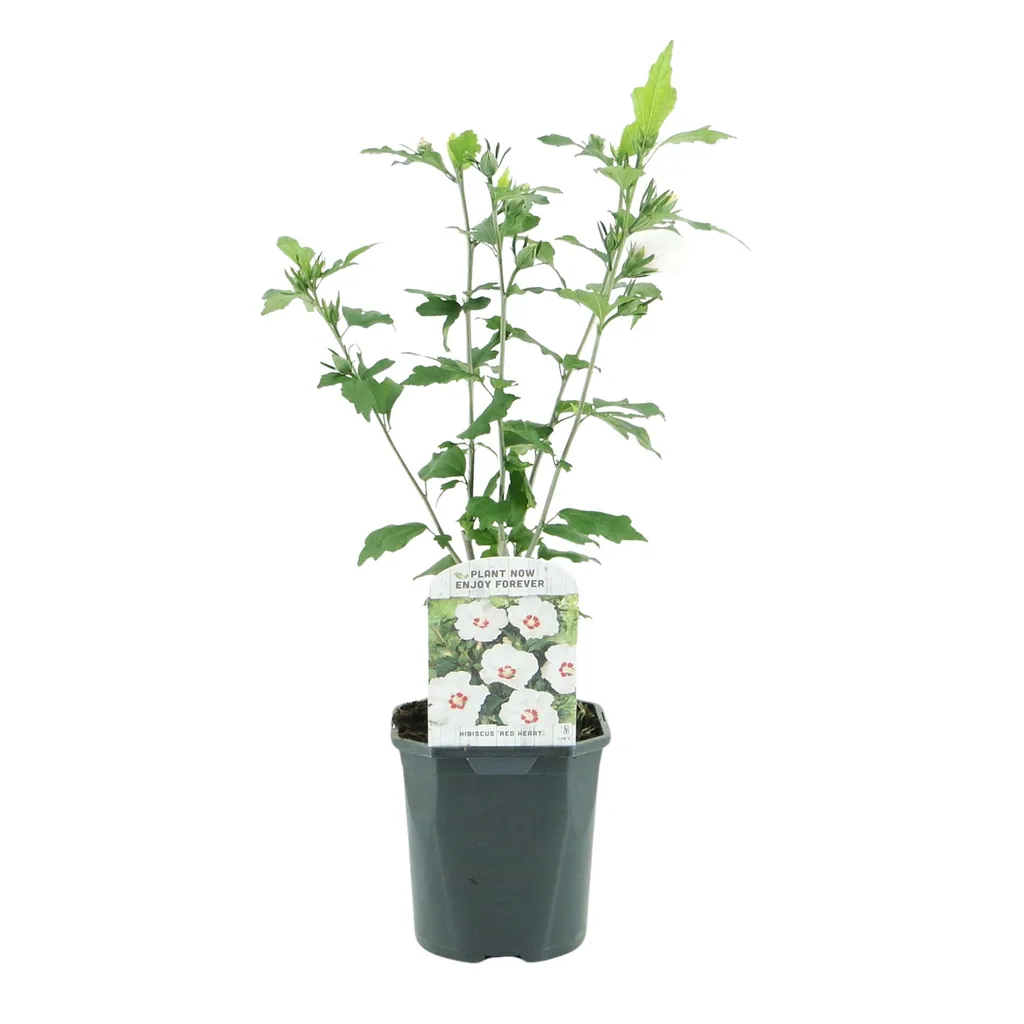 Garteneibisch 'Red Heart' (Hibiscus syriacus) – winterharter Blütenstrauch, Topf-Ø 17 cm, Höhe ca. 45 cm