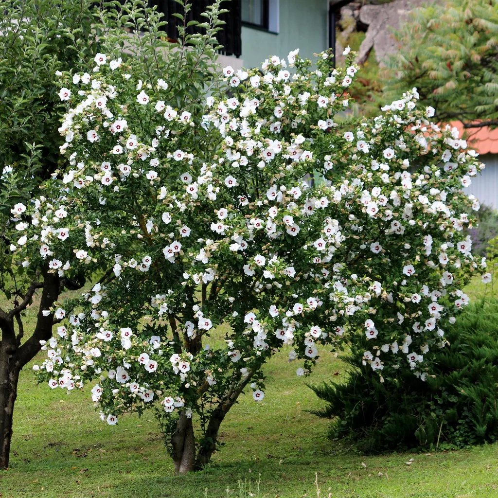 Garteneibisch 'Red Heart' (Hibiscus syriacus) – winterharter Blütenstrauch, Topf-Ø 17 cm, Höhe ca. 45 cm