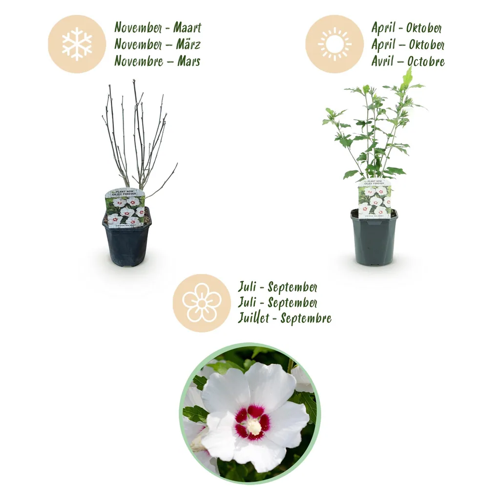 Garteneibisch 'Red Heart' (Hibiscus syriacus) – winterharter Blütenstrauch, Topf-Ø 17 cm, Höhe ca. 45 cm