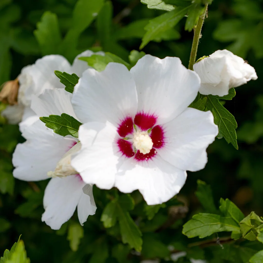Garteneibisch 'Red Heart' (Hibiscus syriacus) – winterharter Blütenstrauch, Topf-Ø 17 cm, Höhe ca. 45 cm
