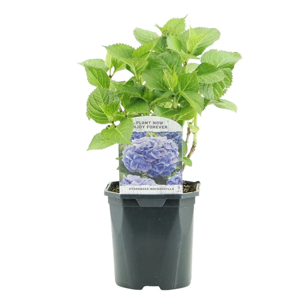 Bauern-Hortensie blau (Hydrangea macrophylla) – winterharter Blütenstrauch, Topf-Ø 17 cm, Höhe ca. 30 cm