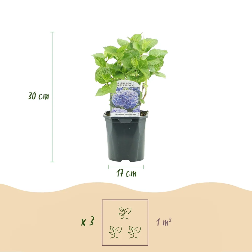Bauern-Hortensie blau (Hydrangea macrophylla) – winterharter Blütenstrauch, Topf-Ø 17 cm, Höhe ca. 30 cm