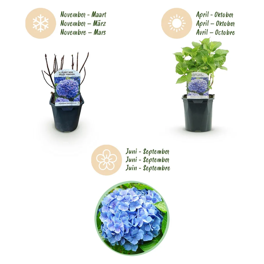 Bauern-Hortensie blau (Hydrangea macrophylla) – winterharter Blütenstrauch, Topf-Ø 17 cm, Höhe ca. 30 cm