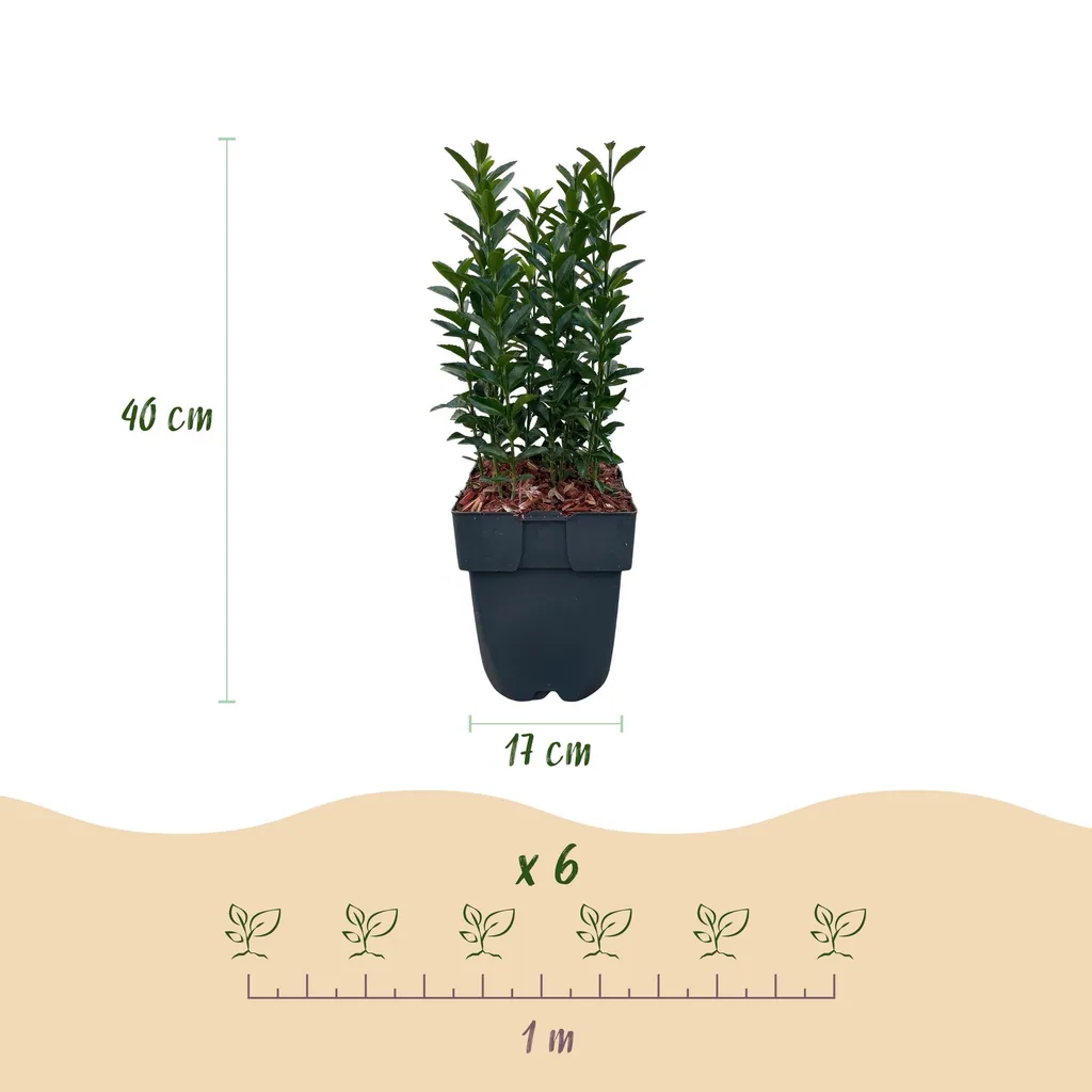 Spindelstrauch 'Green Spire' 6er-Set (Euonymus) – winterharter Strauch, Topf-Ø 17 cm, Höhe ca. 40 cm