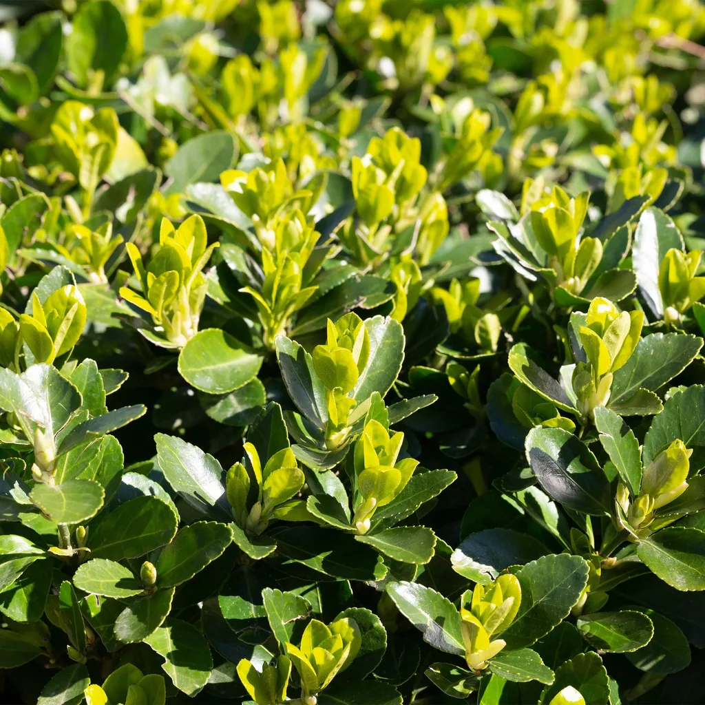 Spindelstrauch 'Green Spire' 6er-Set (Euonymus) – winterharter Strauch, Topf-Ø 17 cm, Höhe ca. 40 cm