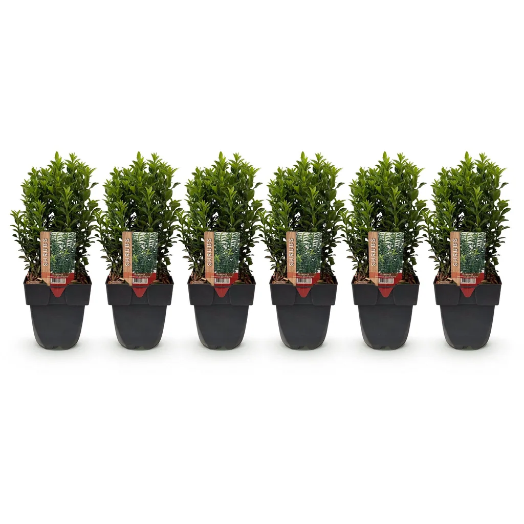 Spindelstrauch 'Green Spire' 6er-Set (Euonymus) – winterharter Strauch, Topf-Ø 17 cm, Höhe ca. 40 cm