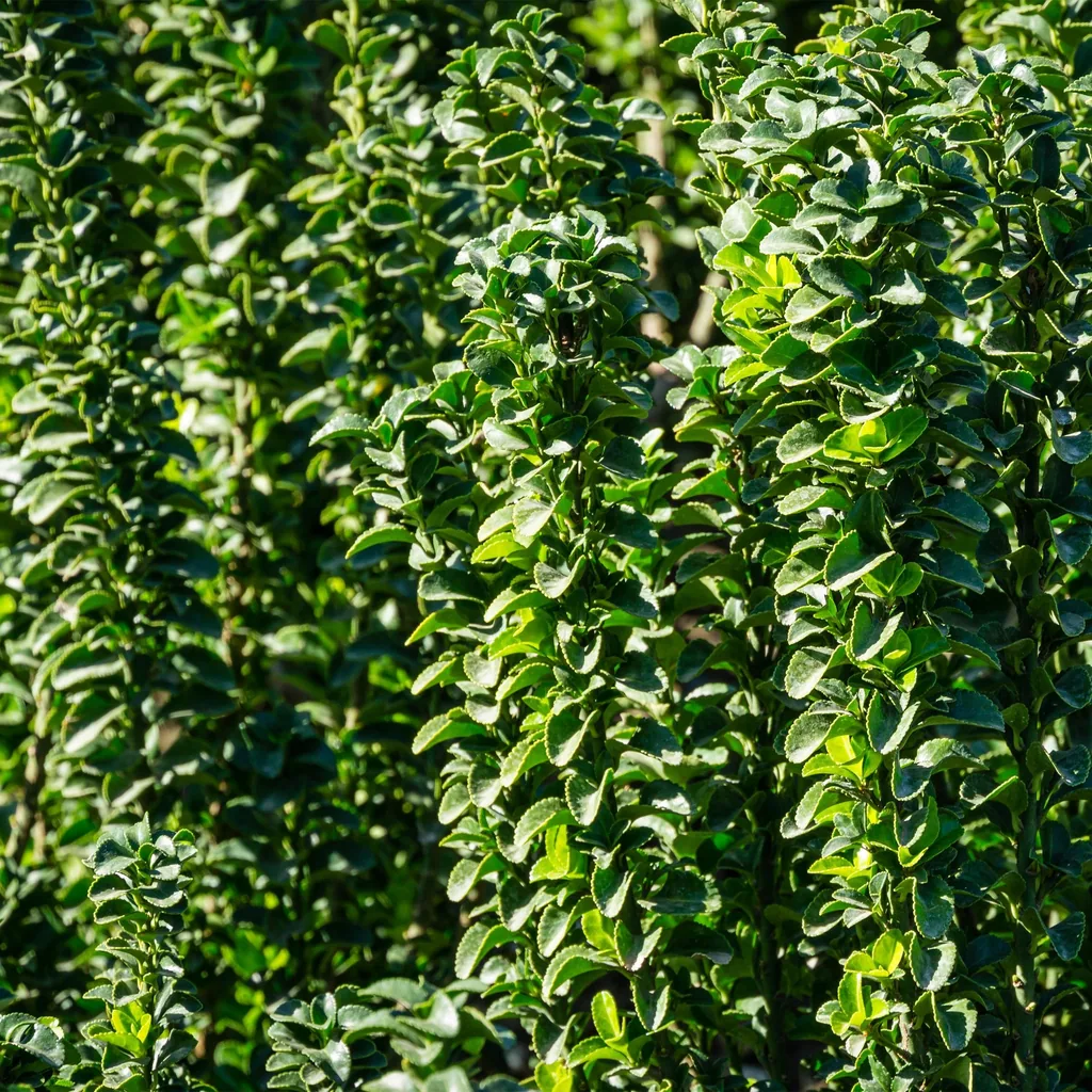 Spindelstrauch 'Green Spire' 6er-Set (Euonymus) – winterharter Strauch, Topf-Ø 17 cm, Höhe ca. 40 cm