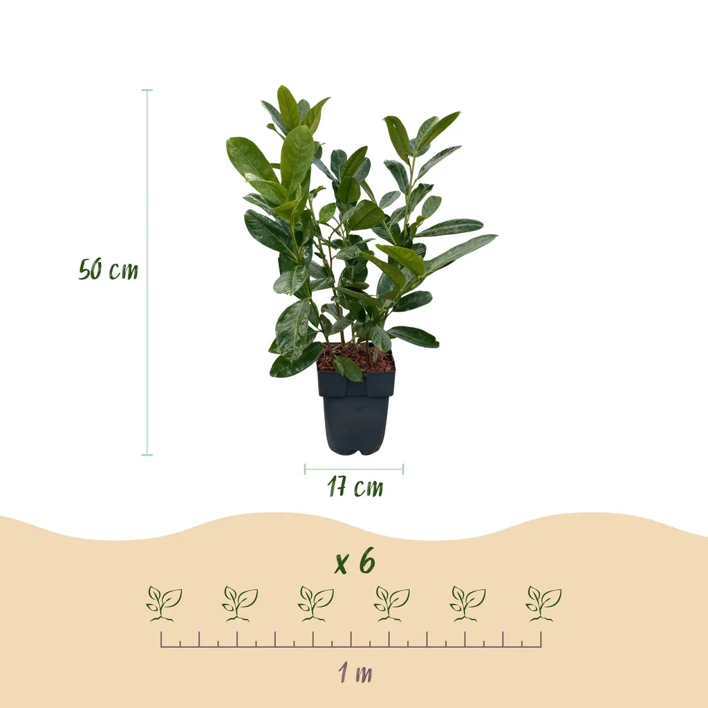 Kirschlorbeer 'Rotundifolia' 6er-Set (Prunus laurocerasus) – winterharter immergrüner Strauch, Topf-Ø 17 cm, Höhe ca. 50 cm