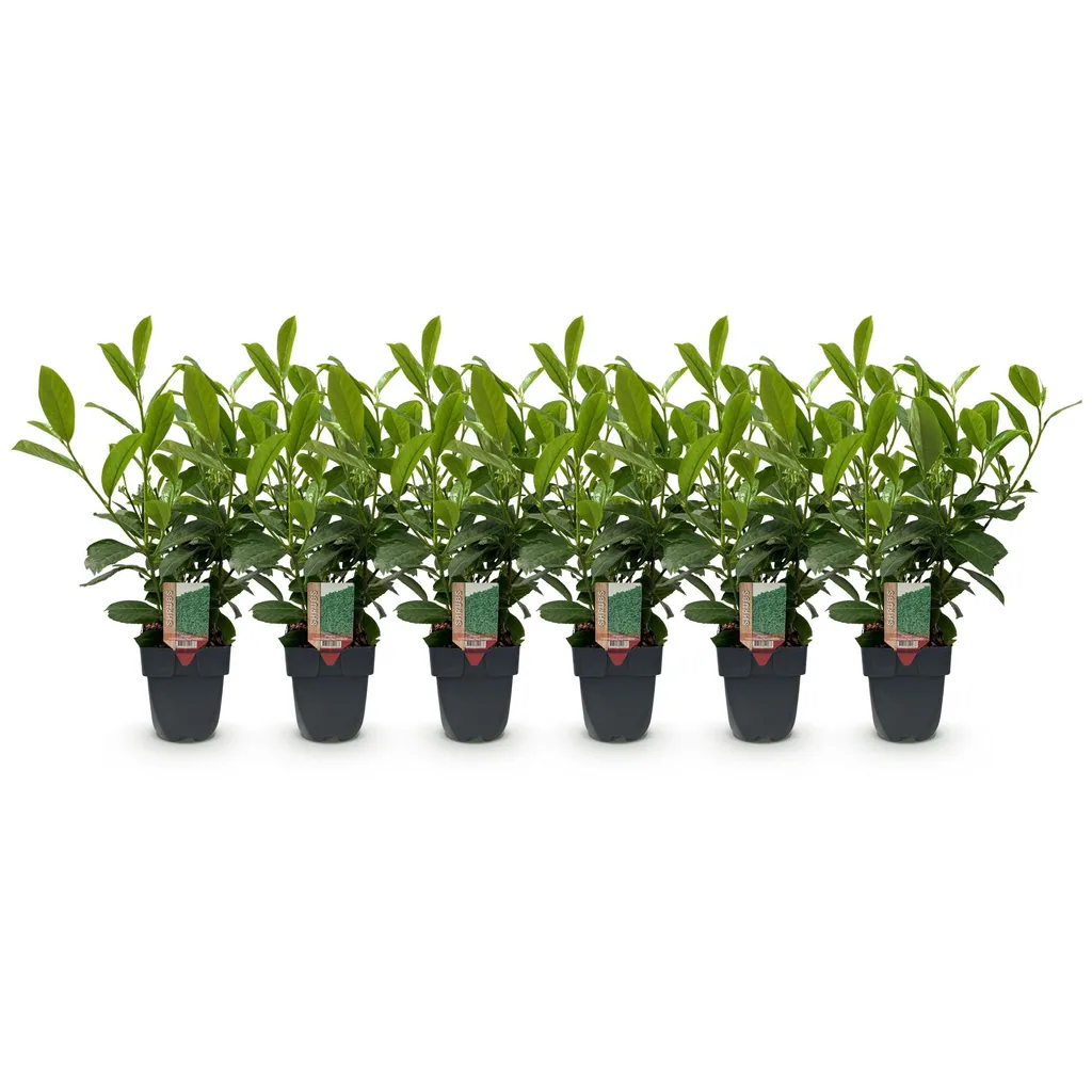 Kirschlorbeer 'Rotundifolia' 6er-Set (Prunus laurocerasus) – winterharter immergrüner Strauch, Topf-Ø 17 cm, Höhe ca. 50 cm