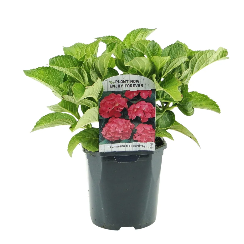 Bauern-Hortensie rot 3er-Set (Hydrangea macrophylla) – winterharter Blütenstrauch, Topf-Ø 17 cm, Höhe ca. 30 cm
