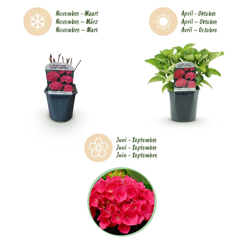 Bauern-Hortensie rot 3er-Set (Hydrangea macrophylla) – winterharter Blütenstrauch, Topf-Ø 17 cm, Höhe ca. 30 cm
