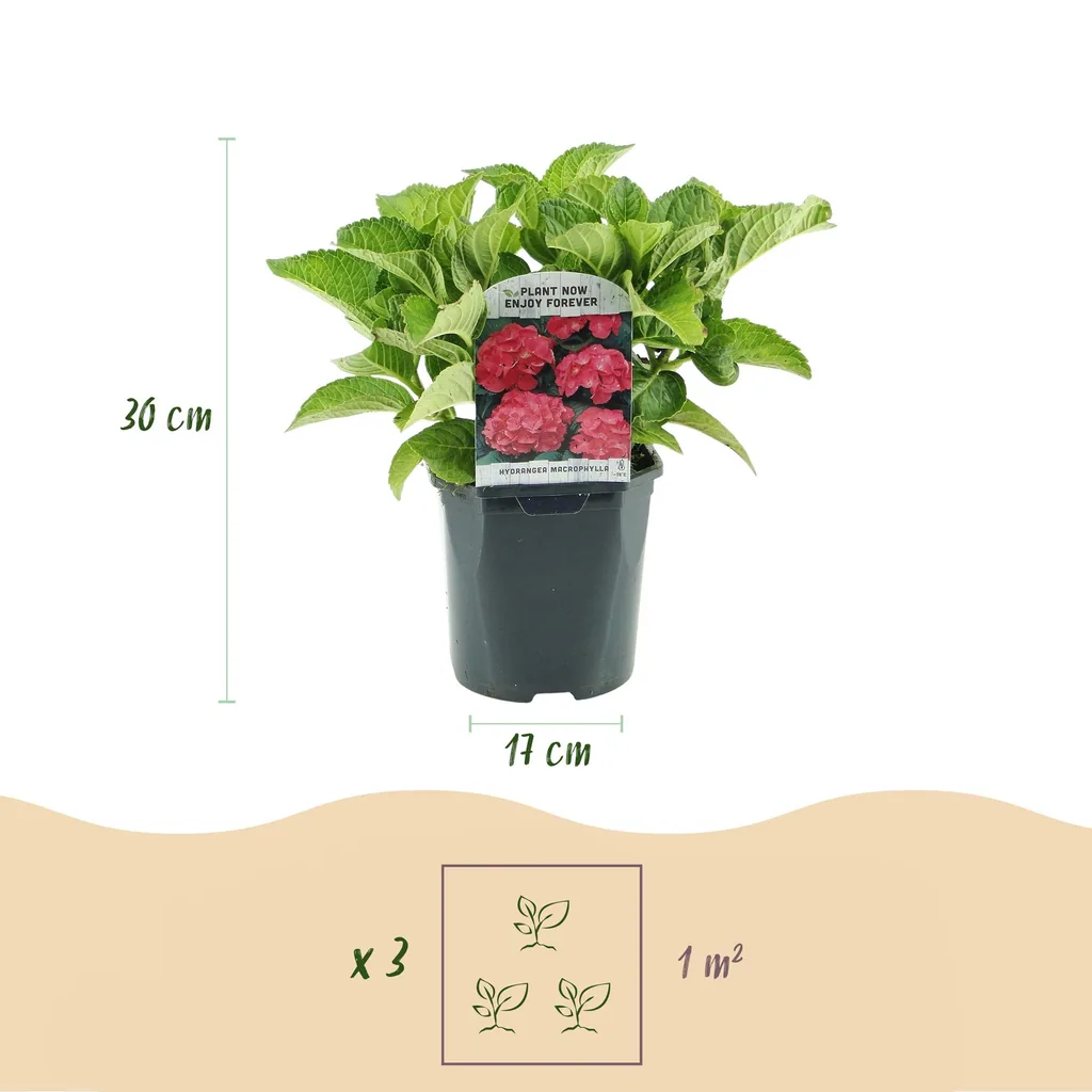 Bauern-Hortensie rot 3er-Set (Hydrangea macrophylla) – winterharter Blütenstrauch, Topf-Ø 17 cm, Höhe ca. 30 cm