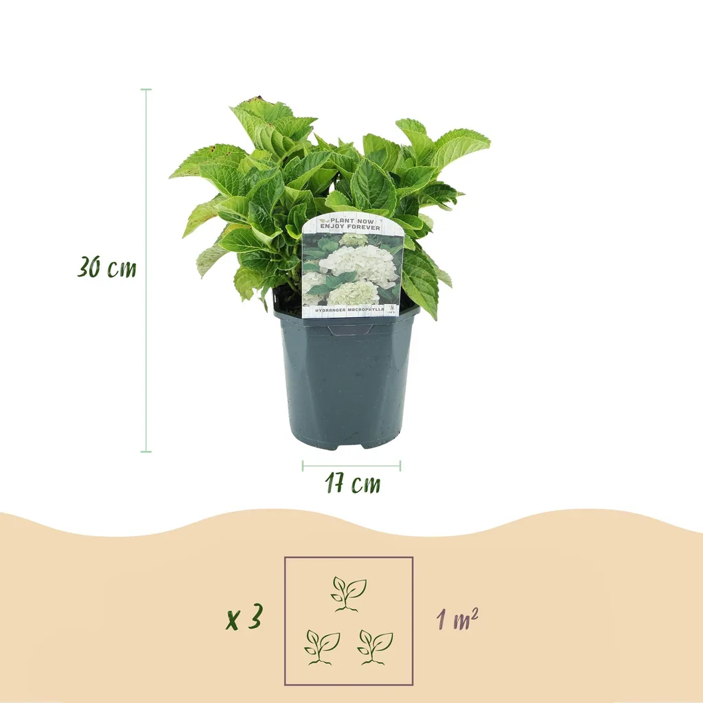 Bauern-Hortensie weiß 3er-Set (Hydrangea macrophylla) – winterharter Blütenstrauch, Topf-Ø 17 cm, Höhe ca. 30 cm