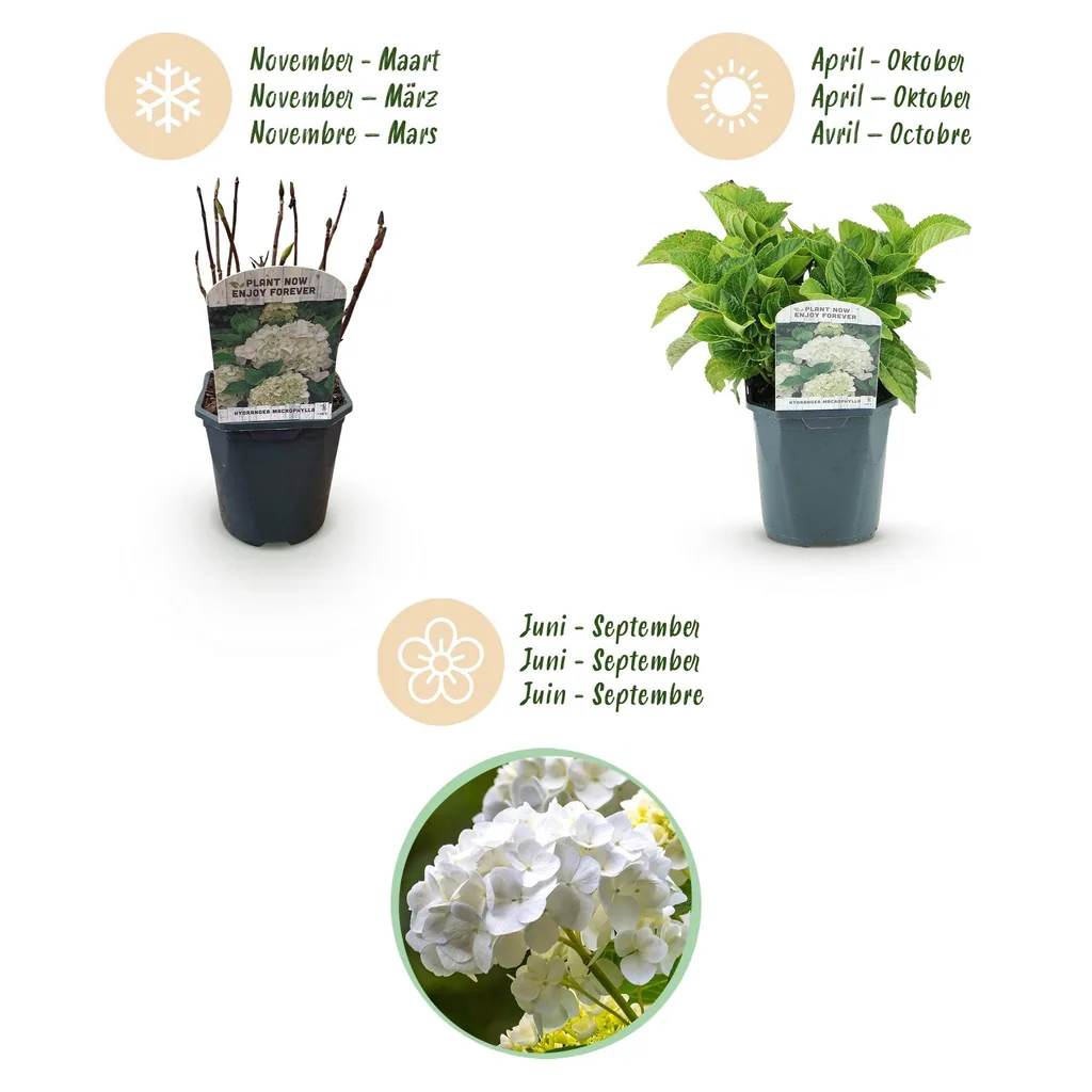 Bauern-Hortensie weiß 3er-Set (Hydrangea macrophylla) – winterharter Blütenstrauch, Topf-Ø 17 cm, Höhe ca. 30 cm