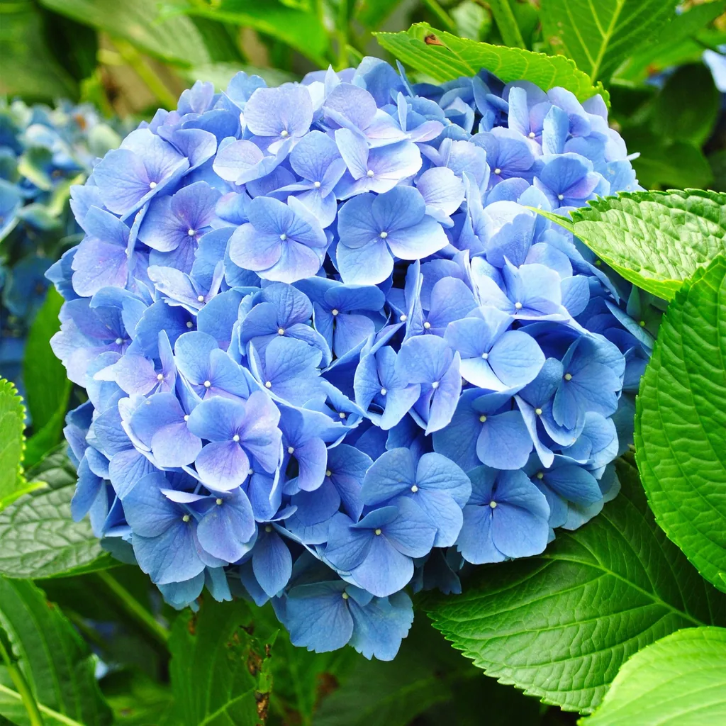 Bauern-Hortensie blau 3er-Set (Hydrangea macrophylla) – winterharter Blütenstrauch, Topf-Ø 17 cm, Höhe ca. 30 cm