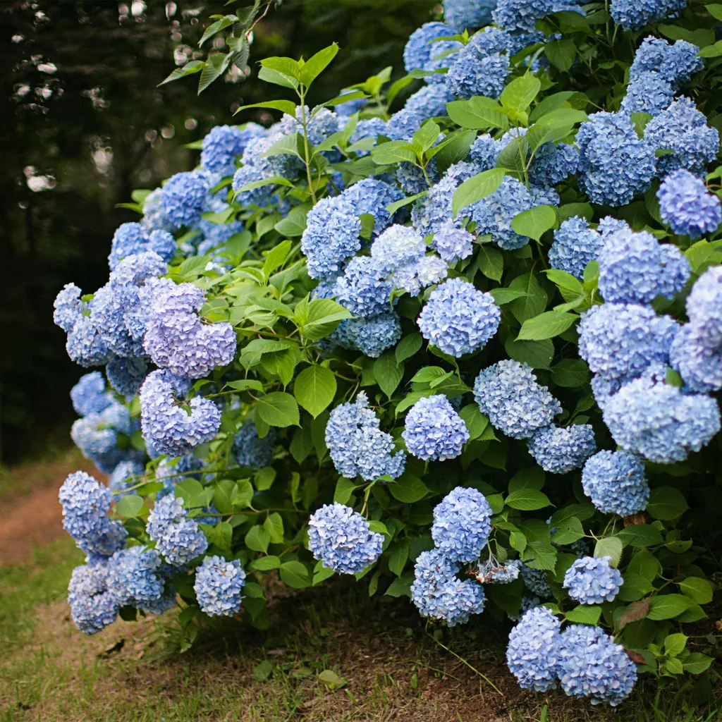 Bauern-Hortensie blau 3er-Set (Hydrangea macrophylla) – winterharter Blütenstrauch, Topf-Ø 17 cm, Höhe ca. 30 cm